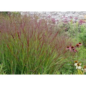 Proso prútnaté (Panicum virgatum)  ´SHENANDOAH´ kont. P9